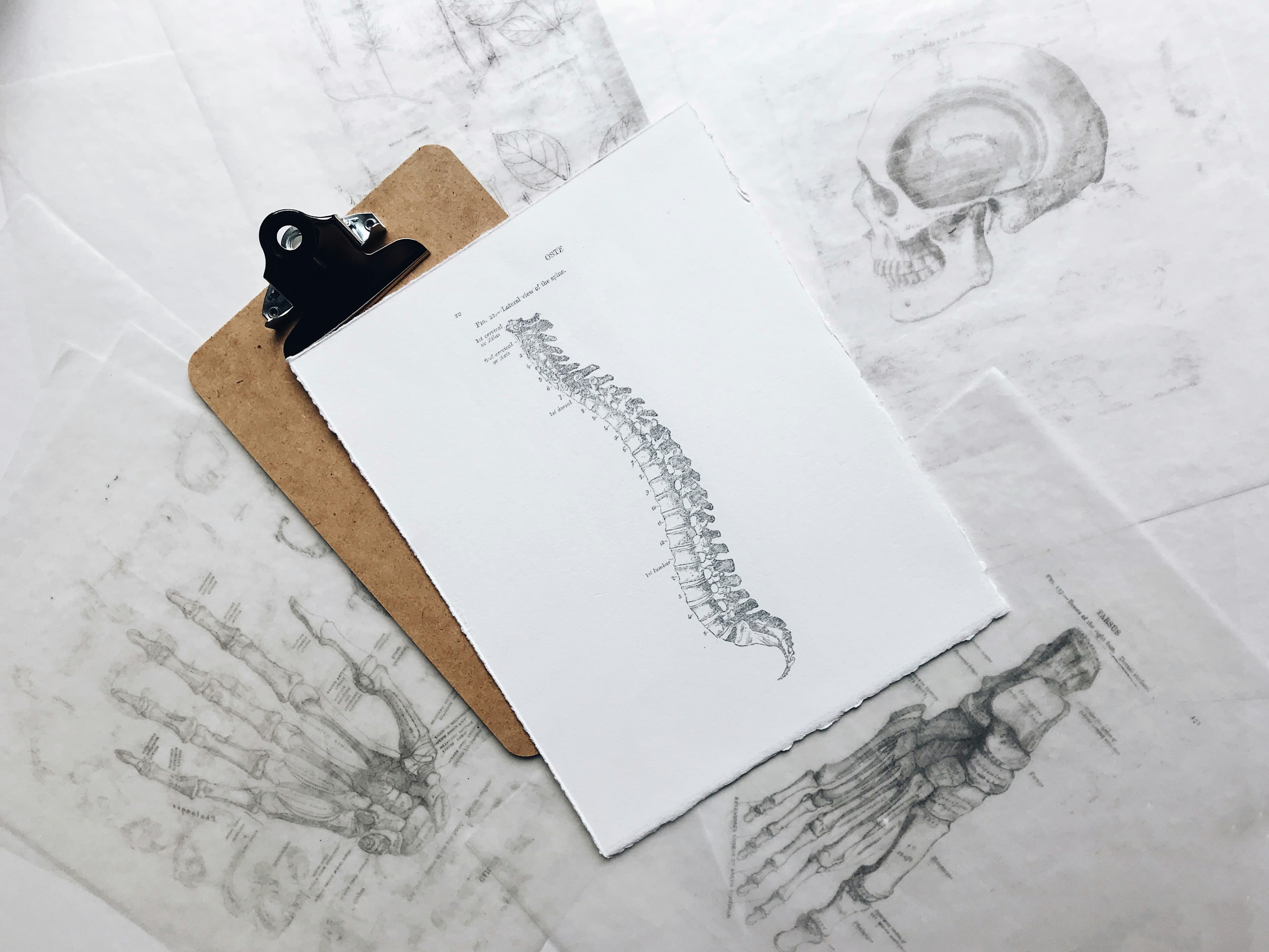 Anatomy sketches and spine reference drawings for a plain-English guide to muscle knots and trigger points