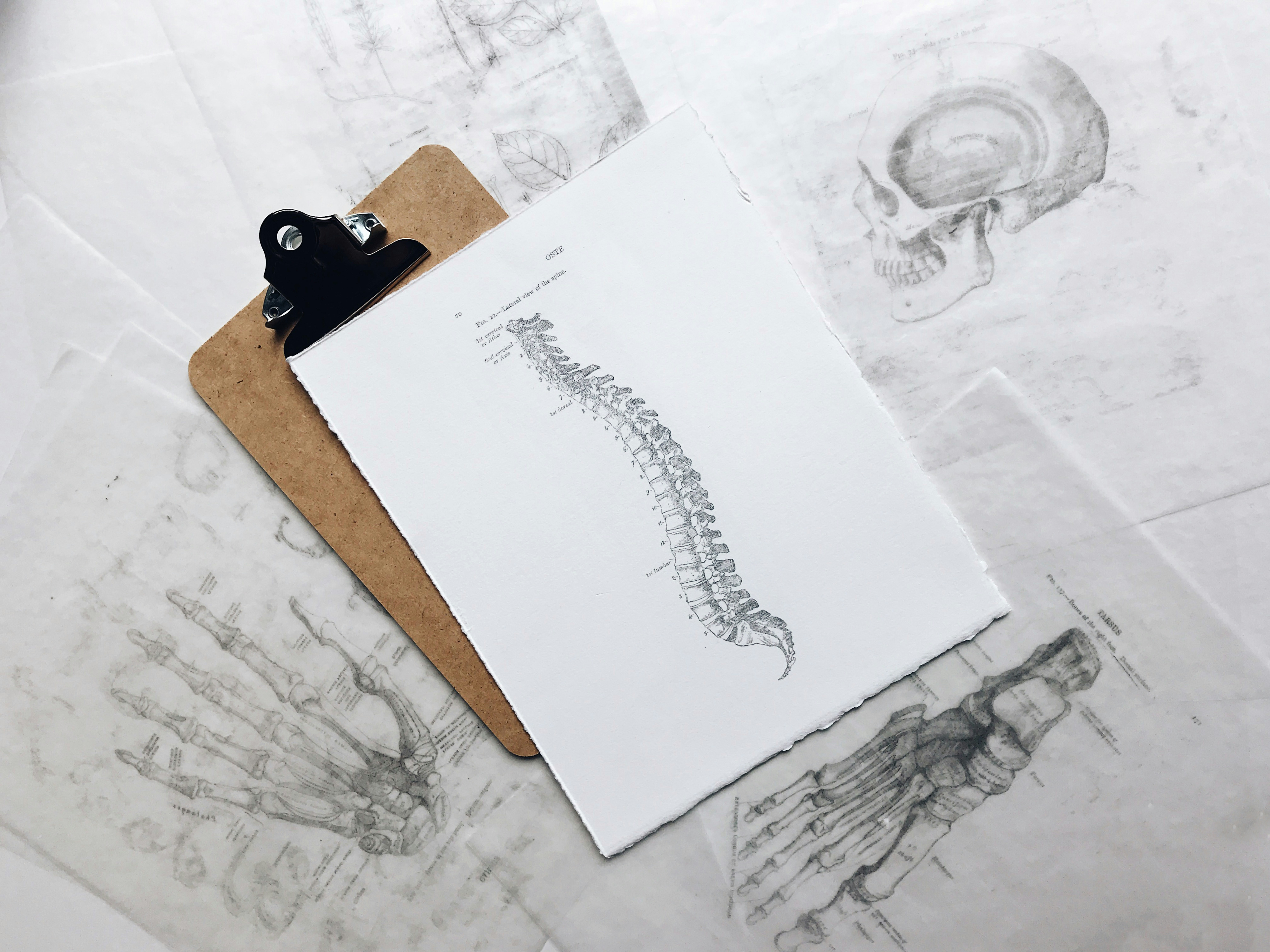 Anatomy sketches and spine reference drawings for a plain-English guide to muscle knots and trigger points